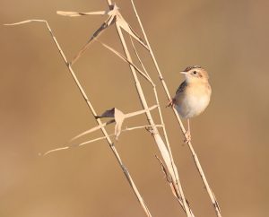 Zitting Cisticola, 棕扇尾莺, Cisticola juncidis-gallery-