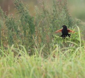 Lesser Coucal, 小鸦鹃, Centropus bengalensis-gallery-