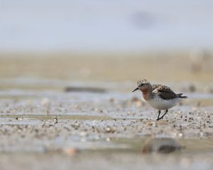 Red-necked Stint, 红颈滨鹬, Calidris ruficollis-gallery-