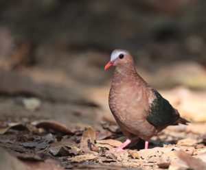 Common Emerald Dove, 绿翅金鸠, Chalcophaps indica-gallery-