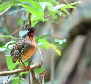 Hainan Partridge, 海南山鹧鸪, Arborophila ardens-gallery-