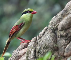 Indochinese Green Magpie, 印支绿鹊, Cissa hypoleuca-gallery-