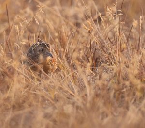 Common Buttonquail, 林三趾鹑, Turnix sylvaticus-gallery-