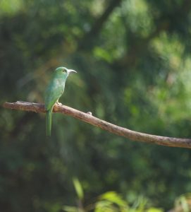 Blue-bearded Bee-eater, 蓝须夜蜂虎, Nyctyornis athertoni-gallery-