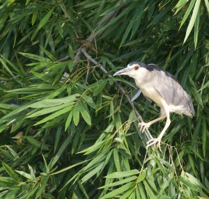 Black-crowned Night-heron, 夜鹭, Nycticorax nycticorax-gallery-