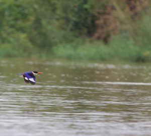 Black-capped Kingfisher, 蓝翡翠, Halcyon pileata-gallery-