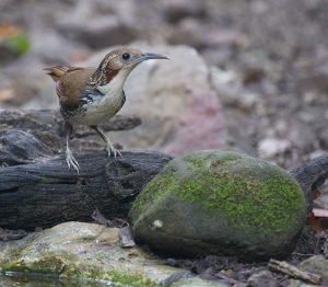 Large Scimitar Babbler, 长嘴枸嘴鹛, Pomatorhinus hypoleucos-gallery-