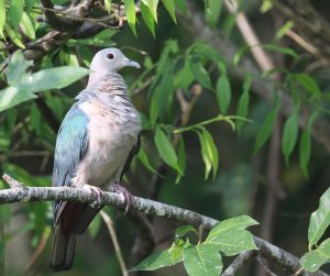 Green Imperial Pigeon, 绿皇鸠, Ducula aenea-gallery-