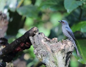 Ashy Drongo, 灰卷尾, Dicrurus leucophaeus-gallery-