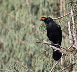 Large-billed Crow, 大嘴乌鸦, Corvus macrorhynchos-gallery-