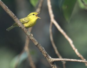 Hainan Leaf Warbler, 海南柳莺, Phylloscopus hainanus-gallery-