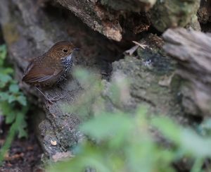 Scaly-breasted Cupwing, 鳞胸鹪鹛, Pnoepyga albiventer-gallery-