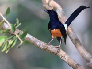 White-rumped Shama, 白腰鹊鸲, Copsychus malabaricus-gallery-