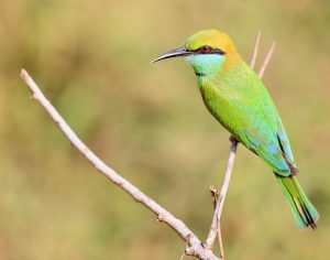 Asian Green Bee-eater, 绿喉蜂虎, Merops orientalis-gallery-