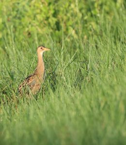 Watercock, 董鸡, Gallicrex cinerea-gallery-