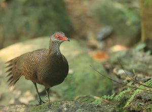 Hainan Peacock-Pheasant, 海南孔雀雉, Polyplectron katsumatae-gallery-