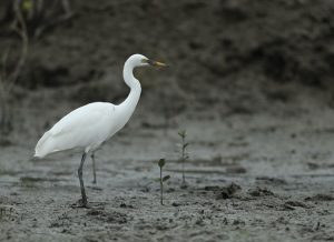 Intermediate Egret, 中白鹭, Ardea intermedia-gallery-