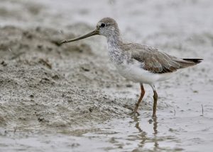 Terek Sandpiper, 翘嘴鹬, Xenus cinereus-gallery-