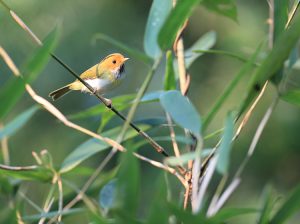 Rufous-faced Warbler, 棕脸鹟莺, Abroscopus albogularis-gallery-