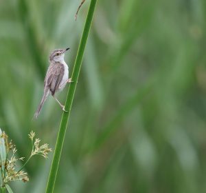 Plain Prinia, 愒头鹪莺, Prinia inornata-gallery-