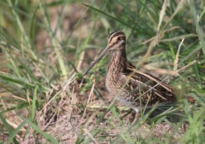 Common Snipe, 扇尾沙锥, Gallinago gallinago-gallery-