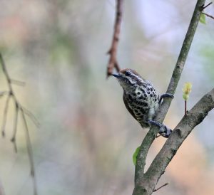 Speckled Piculet, 斑姬啄木鸟, Picumnus innominatus-gallery-