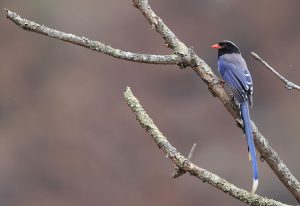 Red-billed Blue Magpie, 红嘴蓝鹊, Urocissa erythroryncha-gallery-