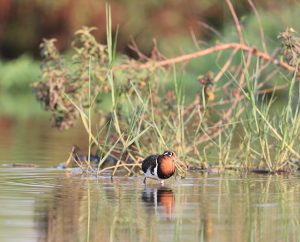 Greater Painted-Snipe, 彩鹬, Rostratula benghalensis-gallery-