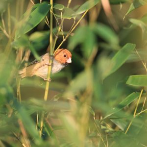 Short-tailed Parrotbill, 短尾鸦雀, Neosuthora davidiana-gallery-