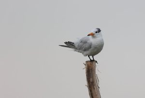 Chinese Crested Tern, 中华凤头燕鸥, Thalasseus bernsteini-gallery-