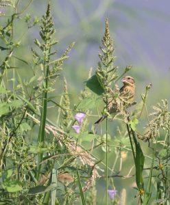 Yellow-breasted Bunting, 黄胸鹀, Emberiza aureola-gallery-