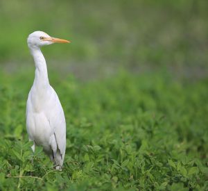 Eastern Cattle Egret, 牛背鹭, Bubulcus coromandus-gallery-