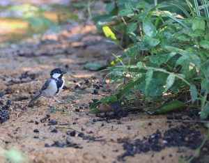 Japanese Tit, 远东山雀, Parus minor-gallery-