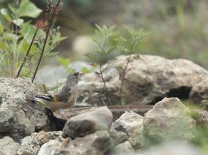 Grey-capped Greenfinch, 金翅雀, Chloris sinica-gallery-