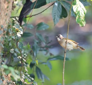 Light-vented Bulbul, 白头鹎, Pycnonotus sinensis-gallery-