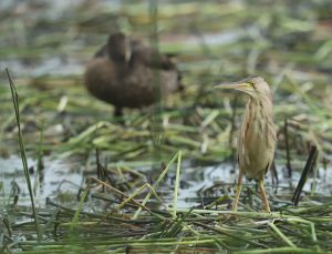 Yellow Bittern, 黄苇鳽, Ixobrychus sinensis-gallery-