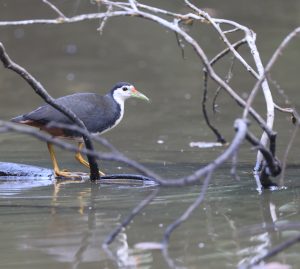 White-breasted Waterhen, 白胸苦恶鸟, Amaurornis phoenicurus-gallery-