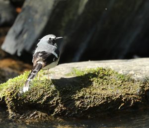 Slaty-backed Forktail, 灰背燕尾, Enicurus schistaceus-gallery-