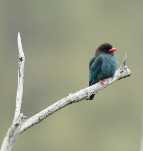 Oriental Dollarbird, 三宝鸟, Eurystomus orientalis-gallery-