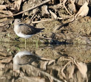 Green Sandpiper, 白腰草鹬, Tringa ochropus-gallery-