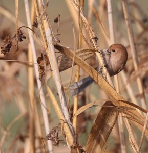 Vinous-throated Parrotbill, 棕头鸦雀, Sinosuthora webbiana-gallery-