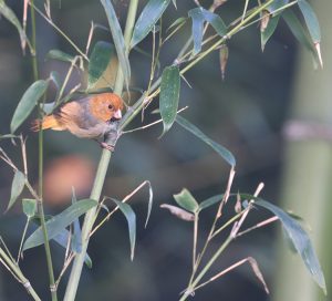 Short-tailed Parrotbill, 短尾鸦雀, Neosuthora davidiana-gallery-