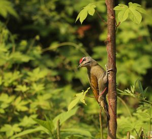 Black-naped Woodpecker, 黑枕啄木鸟, Picus guerini-gallery-