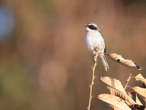 Grey Bush Chat, 灰林䳭, Saxicola ferreus-gallery-