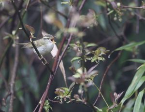 Claudia’s Leaf Warbler, 冠纹柳莺, Phylloscopus claudiae-gallery-