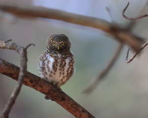 Collared Owlet, 领鸺鹠, Glaucidium brodiei-gallery-