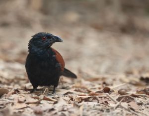 Greater Coucal, 褐翅鸦鹃, Centropus sinensis-gallery-