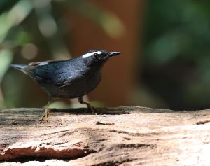 Siberian Thrush, 白眉地鸫, Geokichla sibirica-gallery-