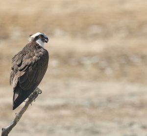 Western Osprey, 鹗, Pandion haliaetus-gallery-