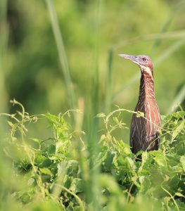 Black Bittern, 黑鳽, Ixobrychus flavicollis-gallery-